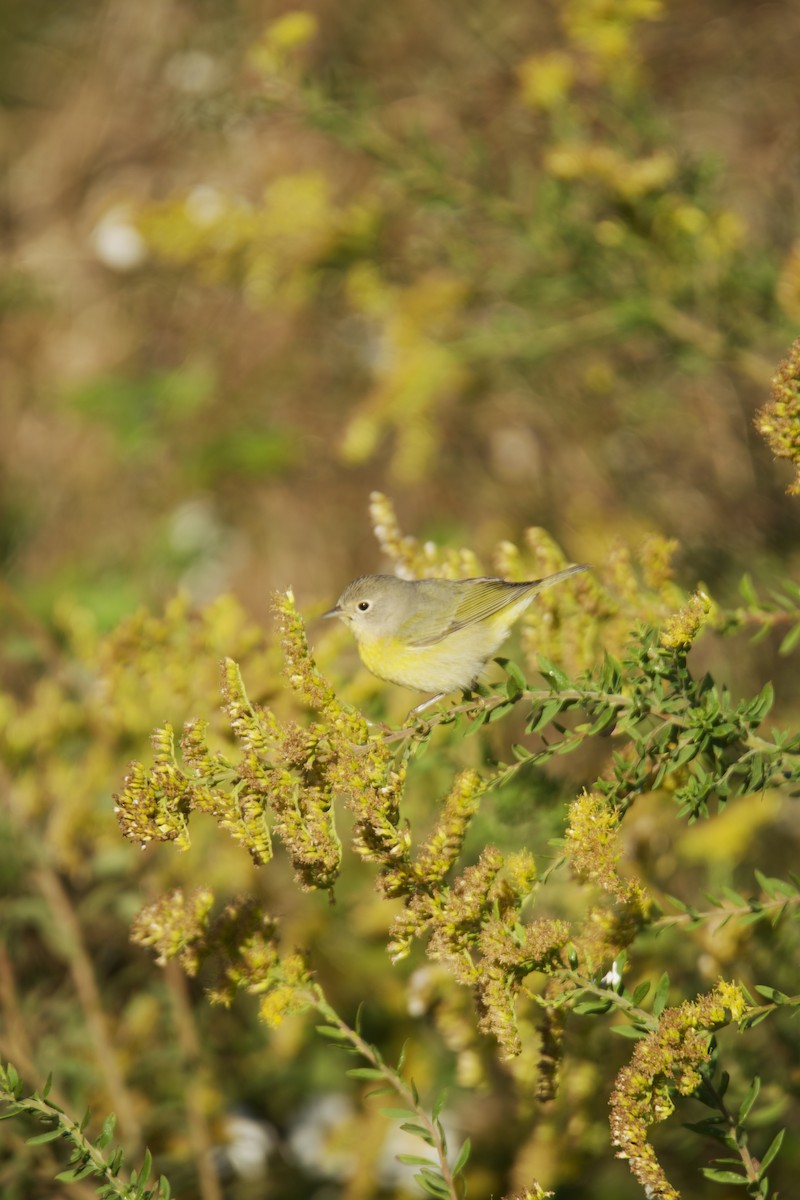 ズアカアメリカムシクイ - ML645225703