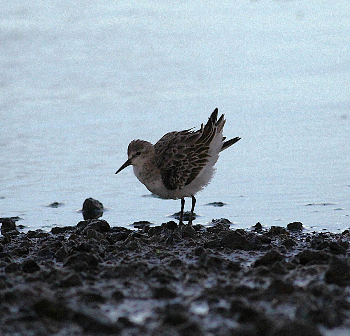 ヨーロッパトウネン - ML645225704