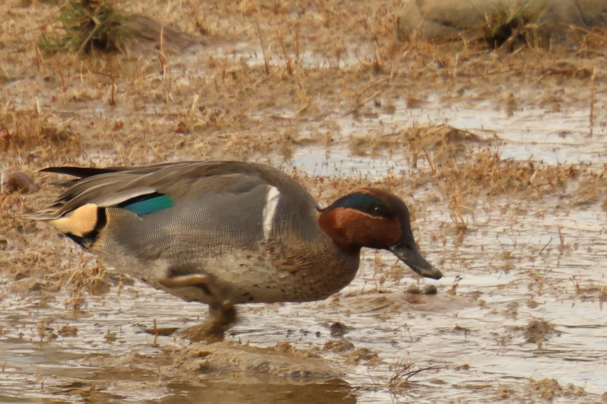 コガモ（亜種 アメリカコガモ） - ML645225705