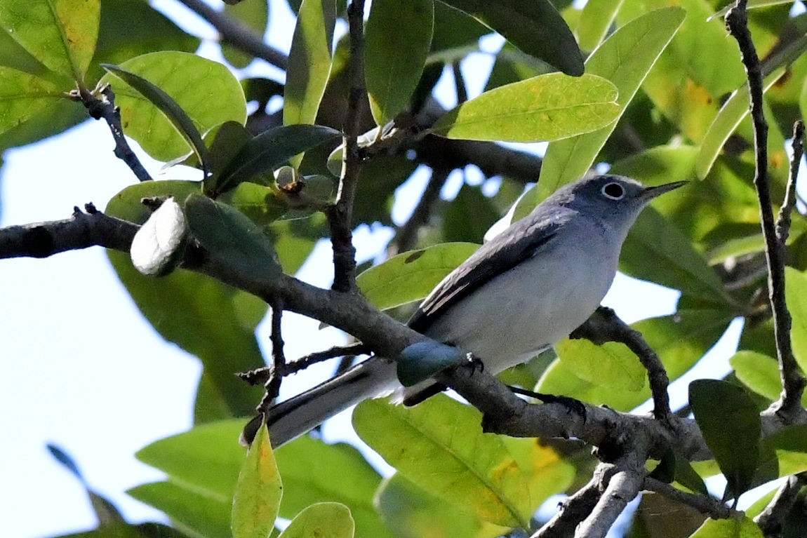 ブユムシクイ - ML645225706