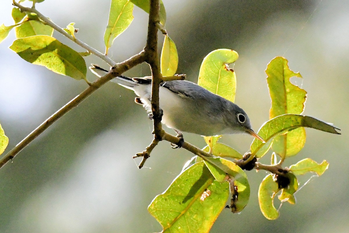 ブユムシクイ - ML645225707