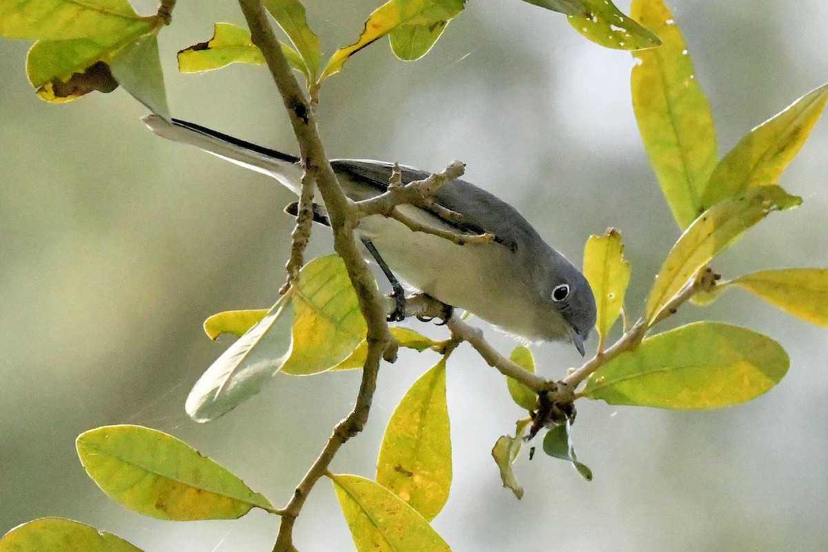 ブユムシクイ - ML645225708