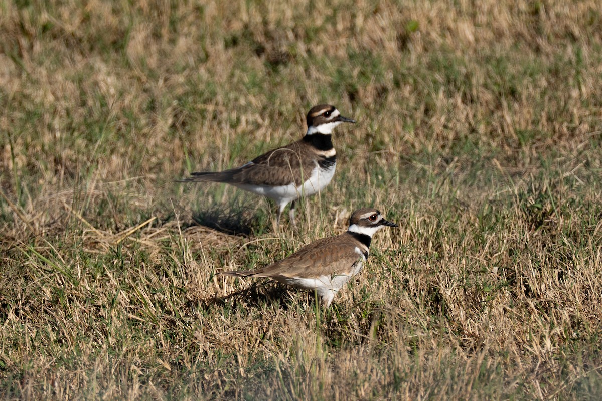 フタオビチドリ - ML645225709