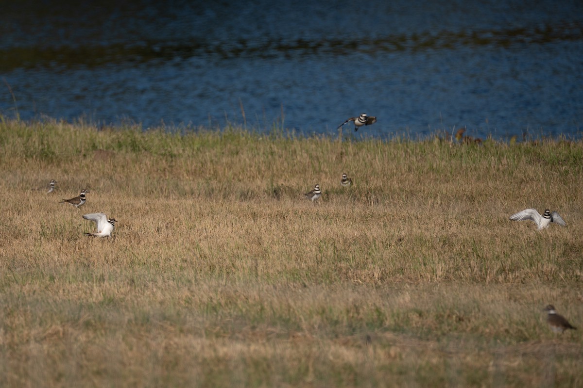 フタオビチドリ - ML645225710