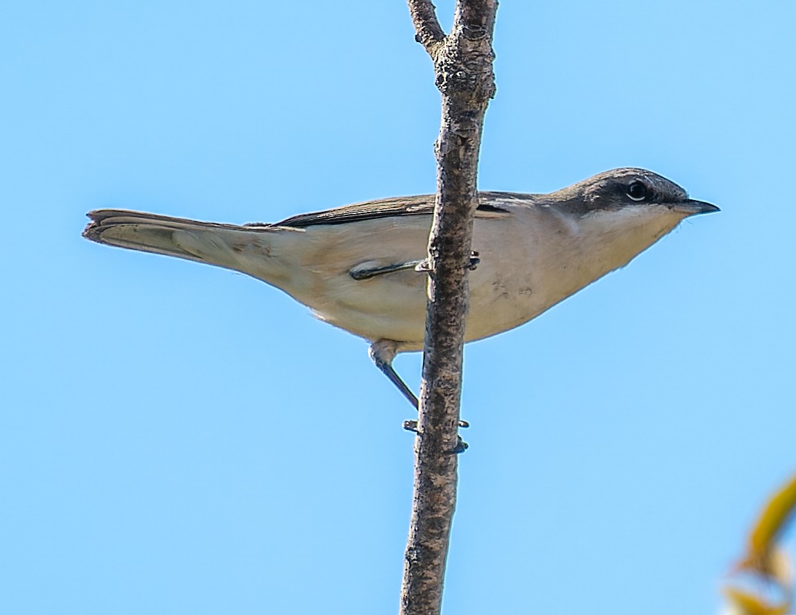 コノドジロムシクイ - ML645225711