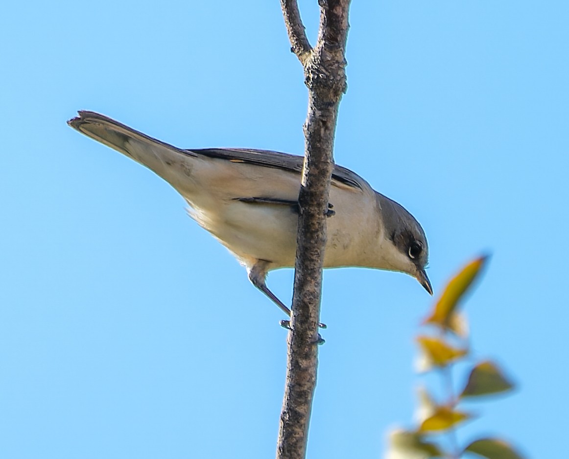 コノドジロムシクイ - ML645225712