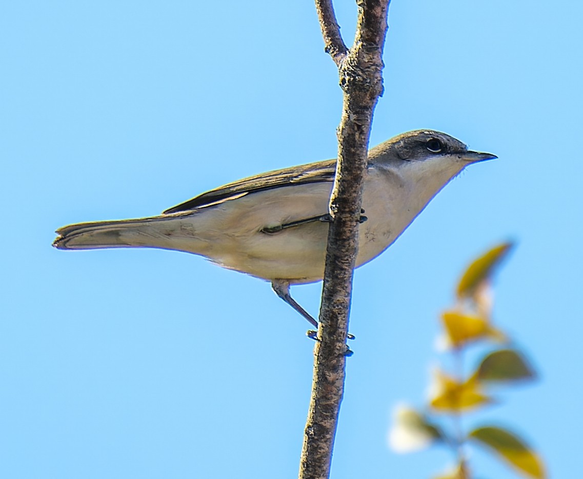 コノドジロムシクイ - ML645225713