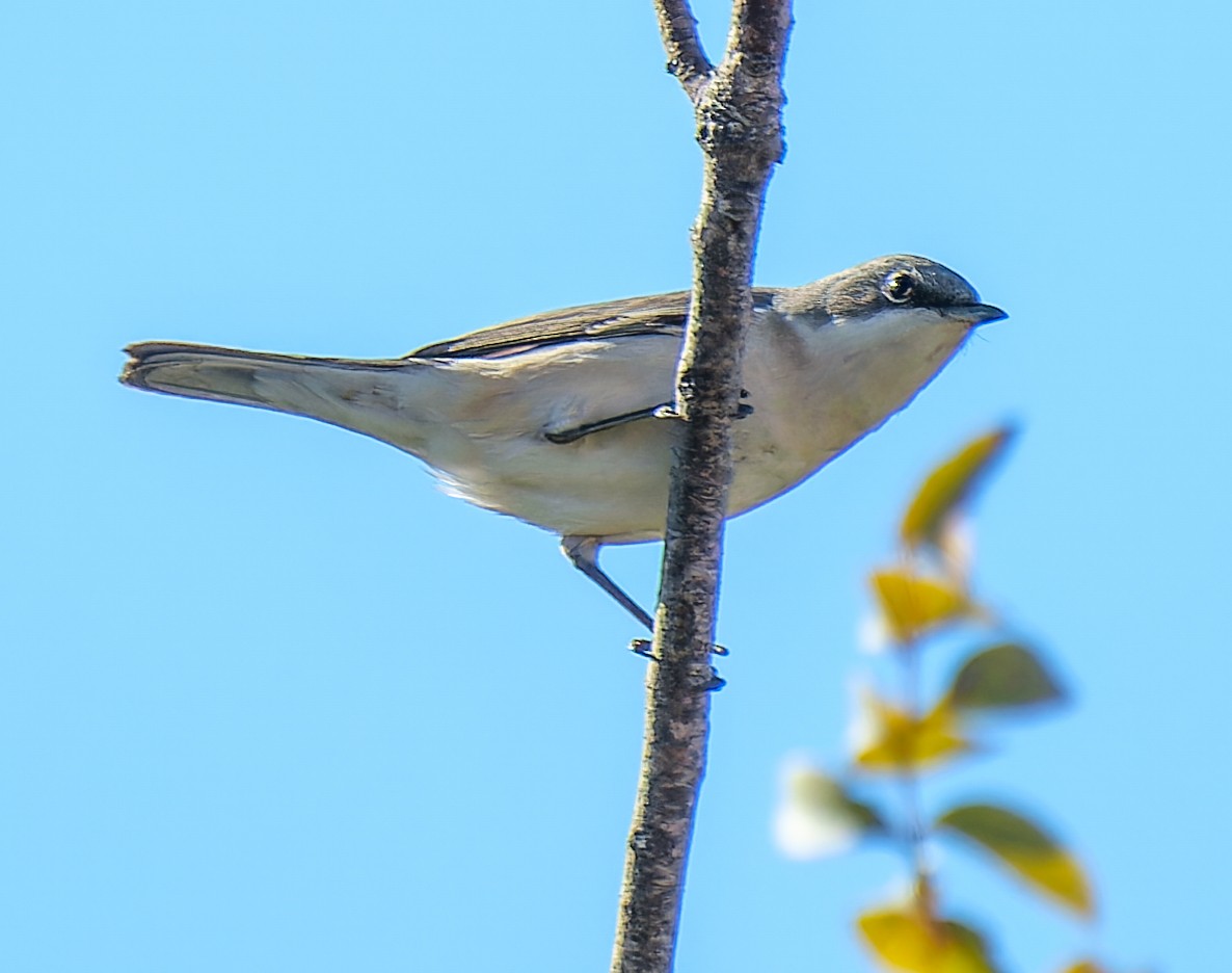 コノドジロムシクイ - ML645225714