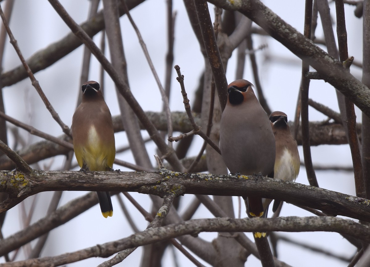 Bohemian Waxwing - ML645225715