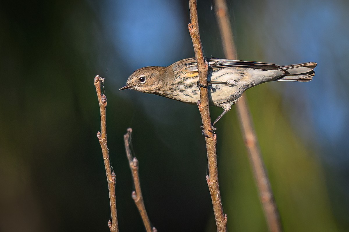 キヅタアメリカムシクイ（coronata） - ML645225716