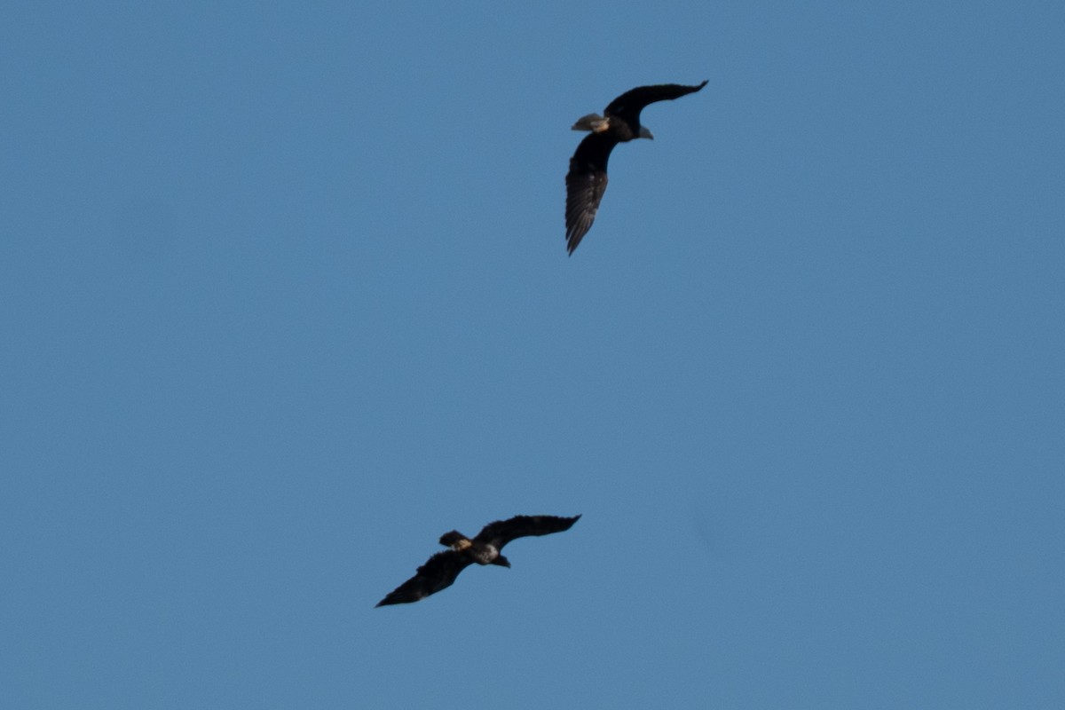 ハクトウワシ - ML645225722