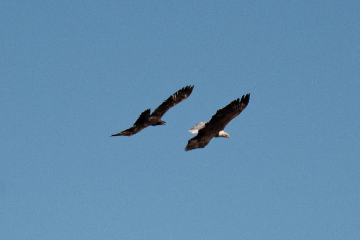 ハクトウワシ - ML645225723