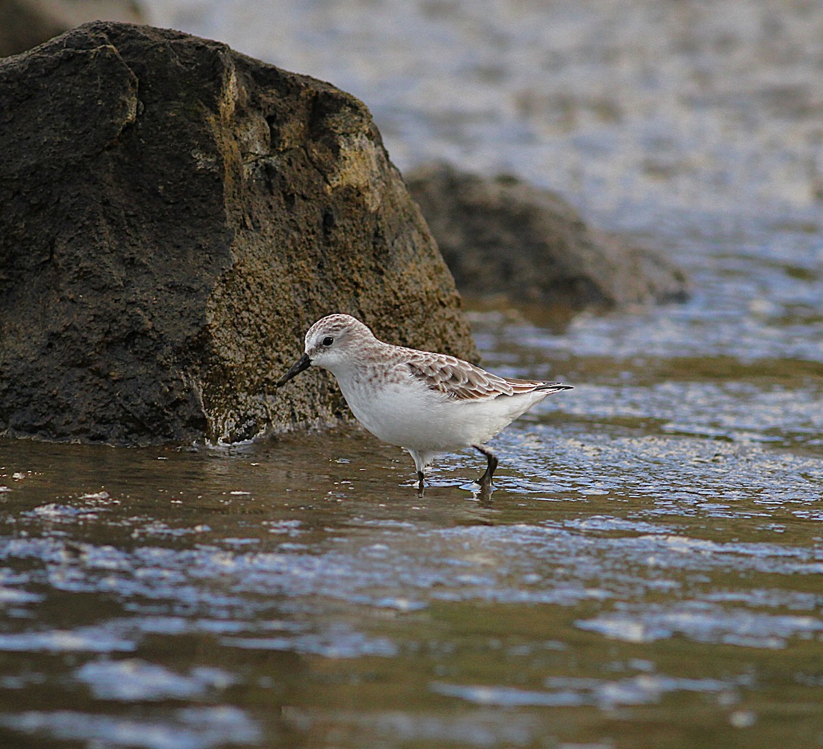 ヒレアシトウネン - ML645225724