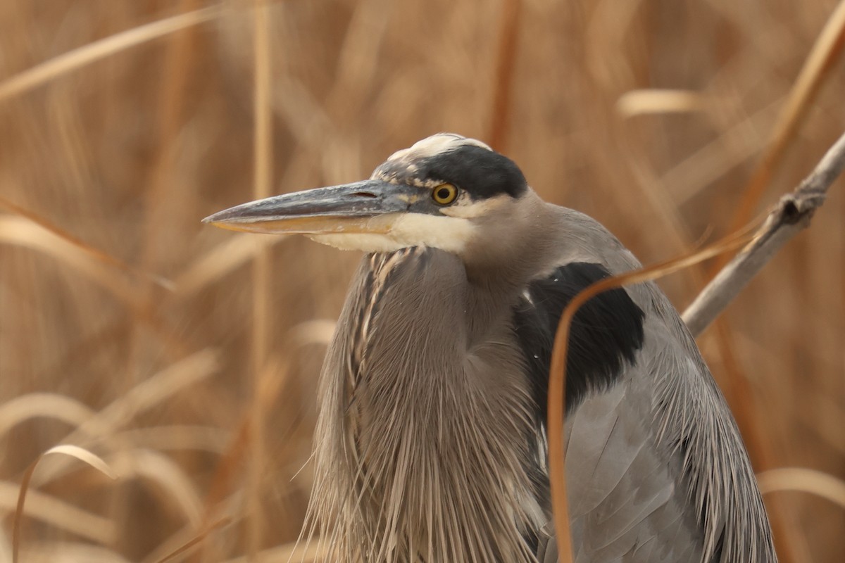 オオアオサギ - ML645225725