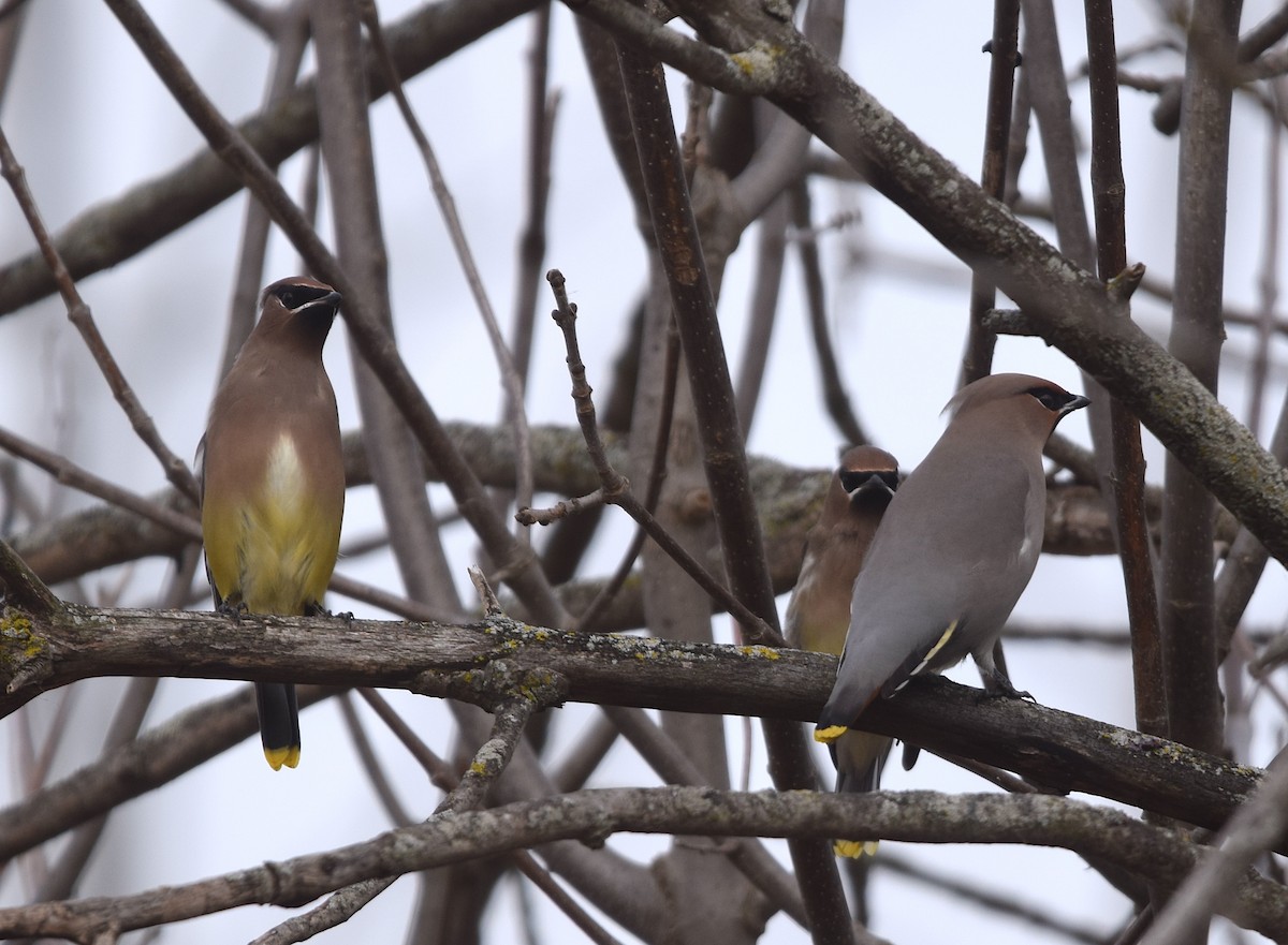 Bohemian Waxwing - ML645225728