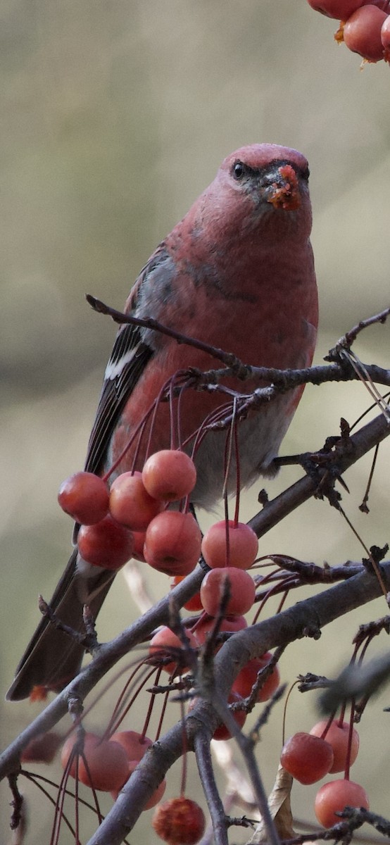 Pine Grosbeak - ML645225729