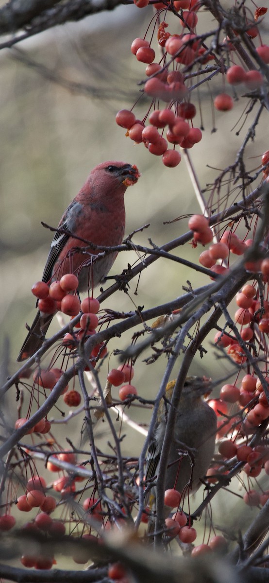 Pine Grosbeak - ML645225730