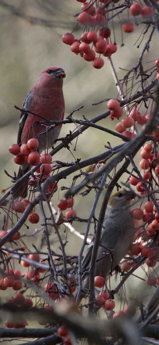 Pine Grosbeak - ML645225731