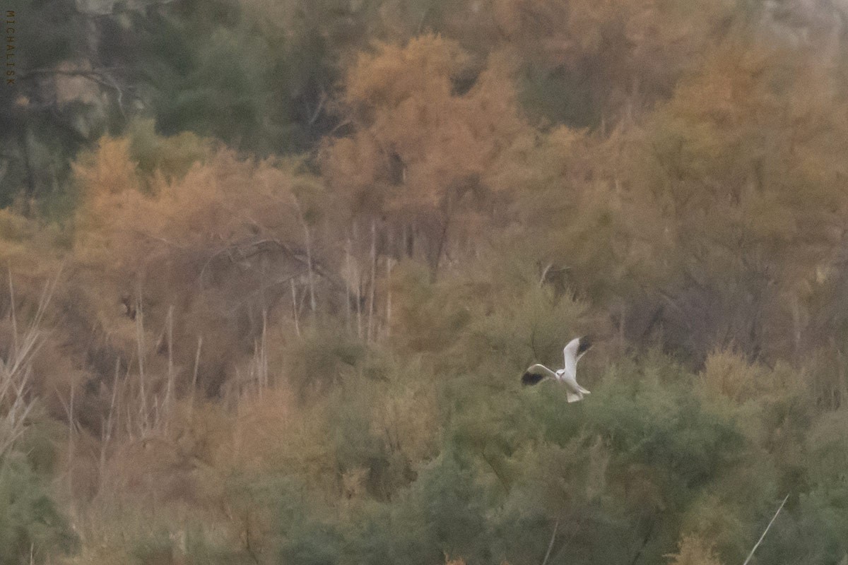 Black-winged Kite - ML645225755