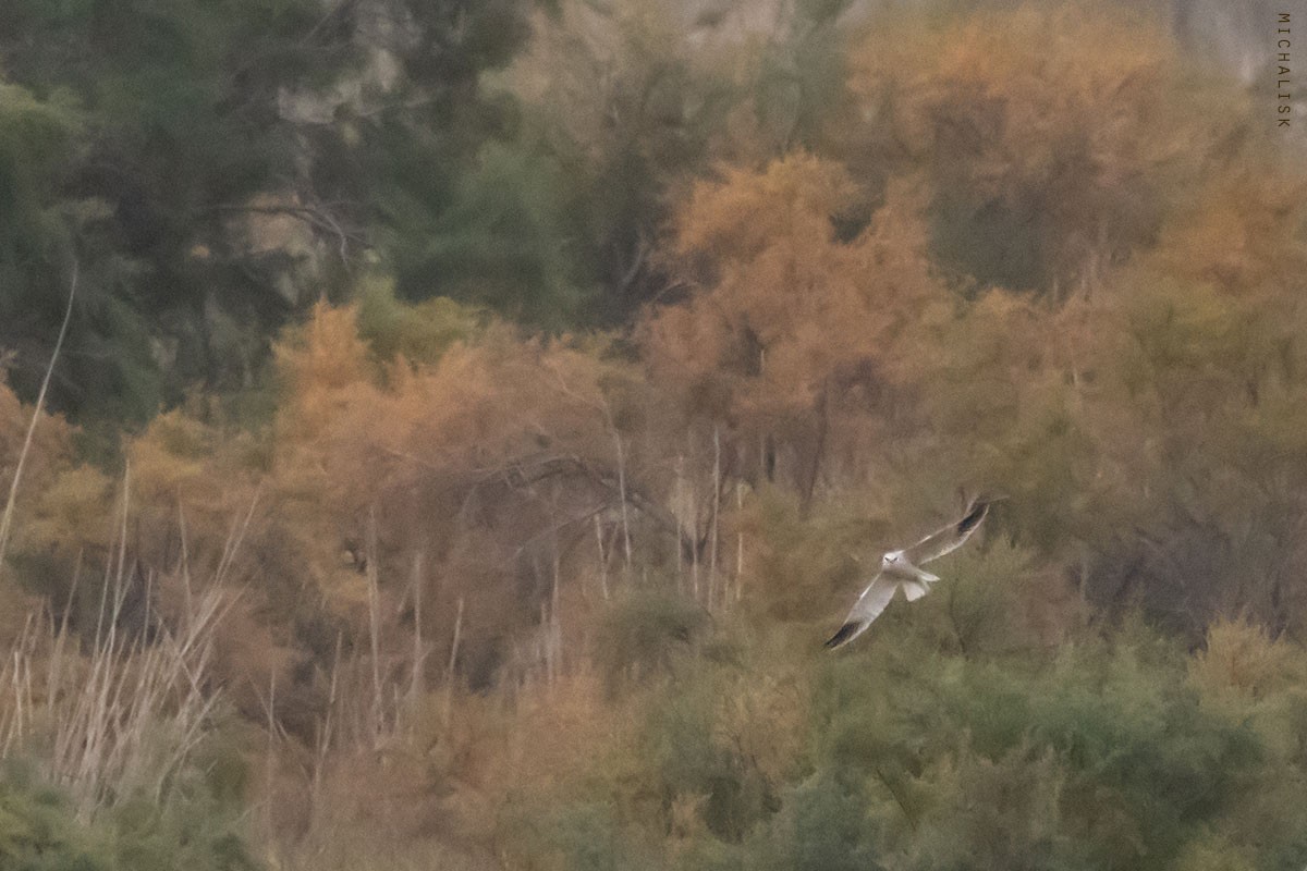 Black-winged Kite - ML645225756