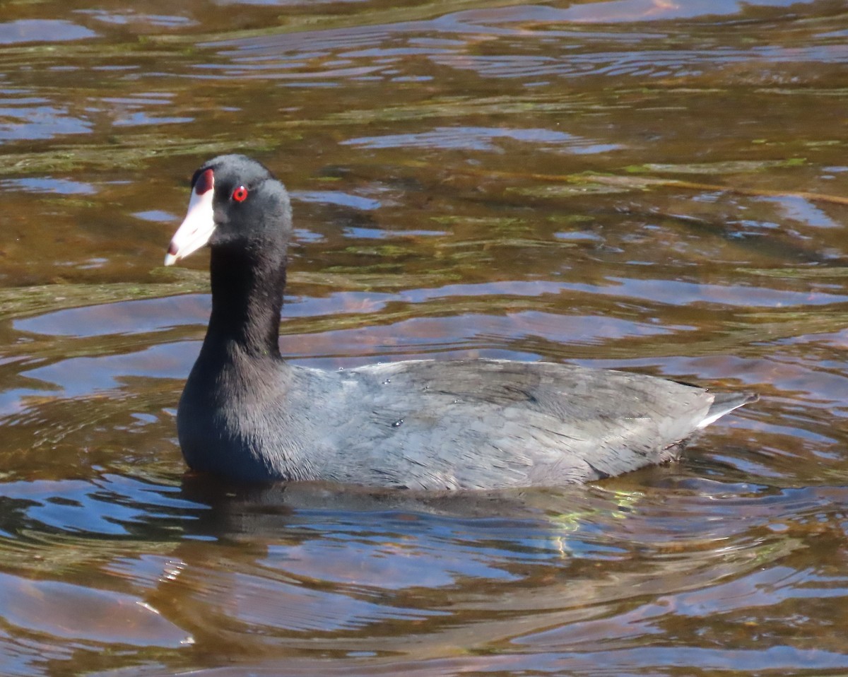 Foulque d'Amérique - ML645225773