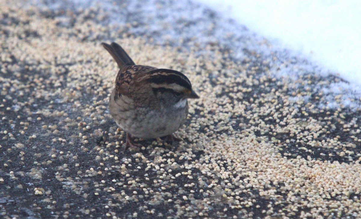 White-throated Sparrow - ML645225826