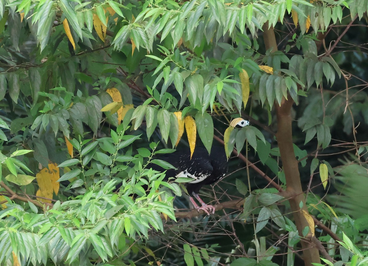Blue-throated Piping-Guan - ML645225849
