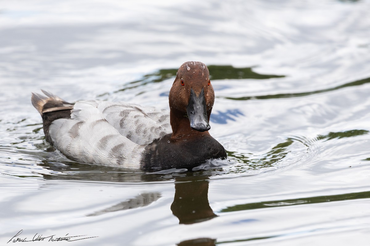 Common Pochard - ML645225862