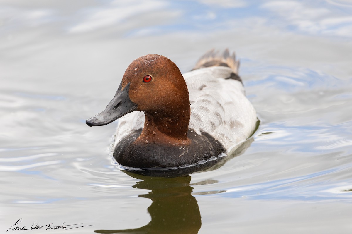 Common Pochard - ML645225864
