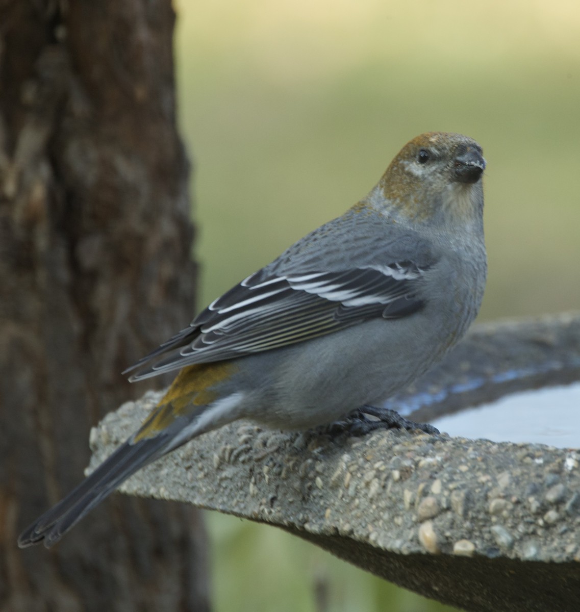 Pine Grosbeak - ML645225872