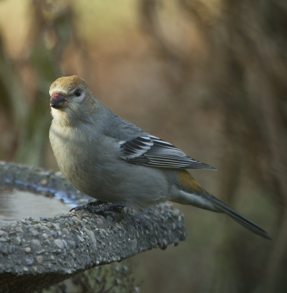 Pine Grosbeak - ML645225873