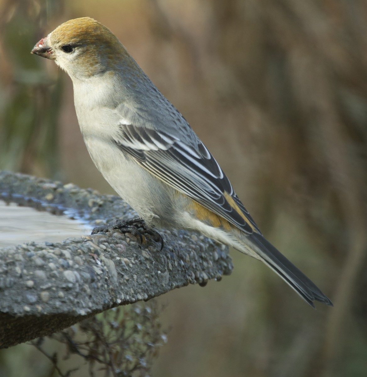 Pine Grosbeak - ML645225874