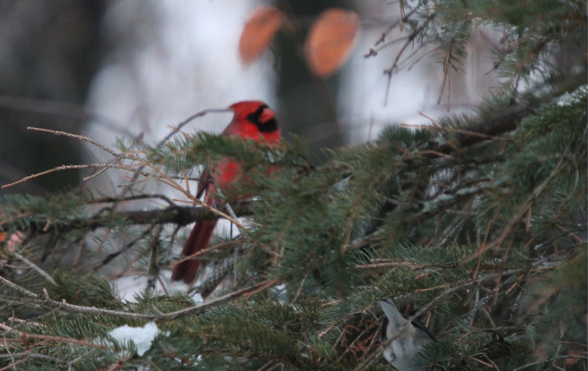 Northern Cardinal - ML645225876