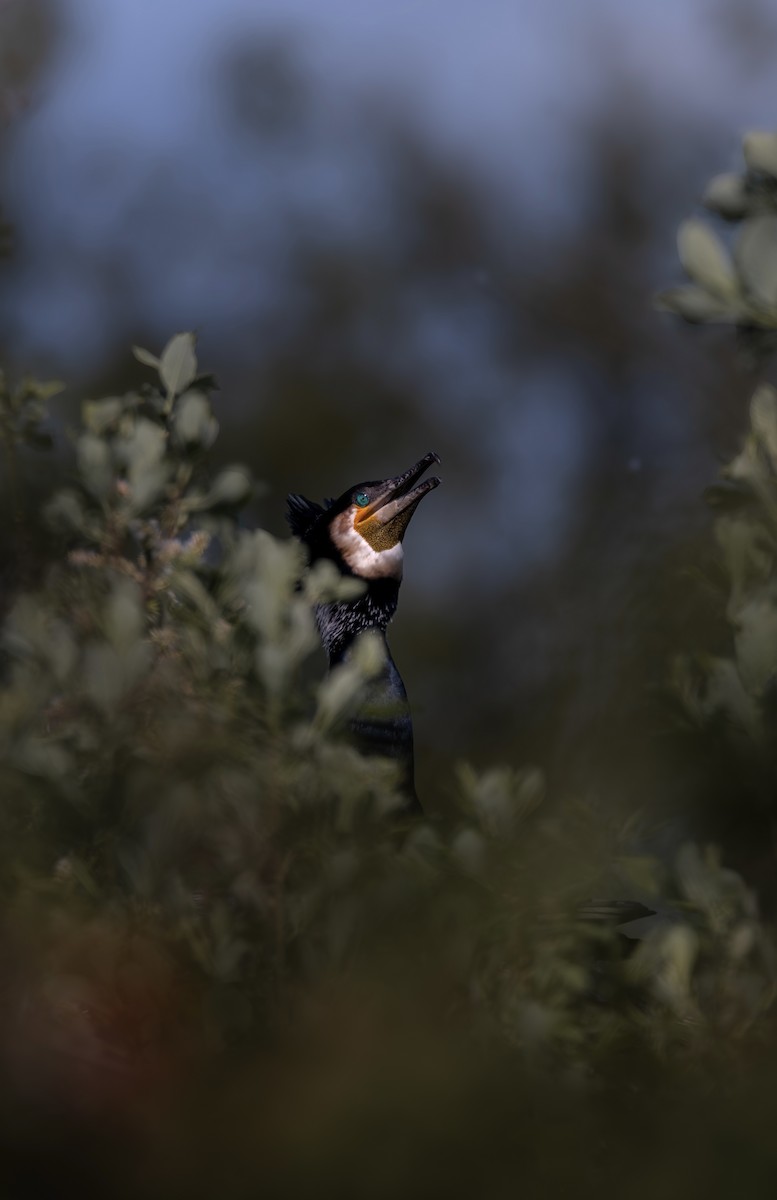 kormorán velký - ML645225877