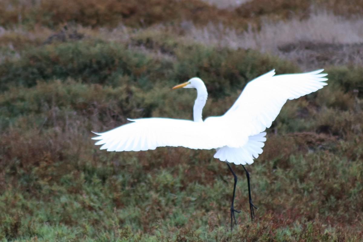 Koartza zuria - ML645225879