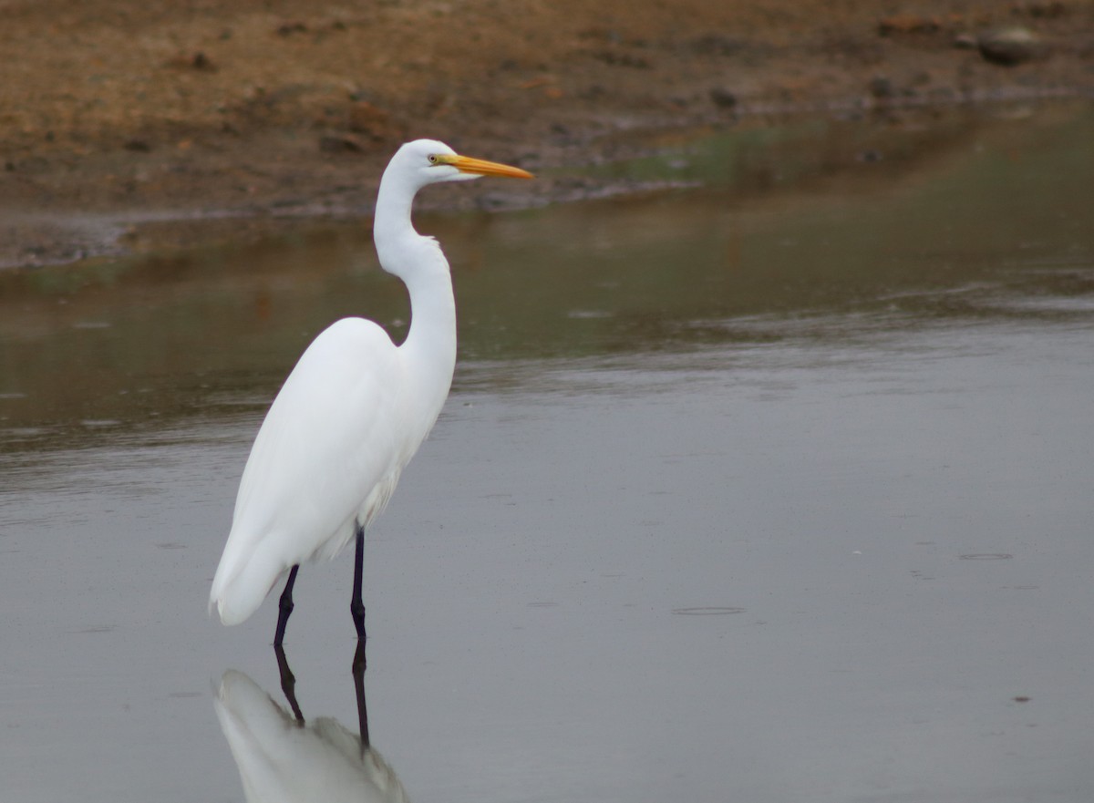 Koartza zuria - ML645225880