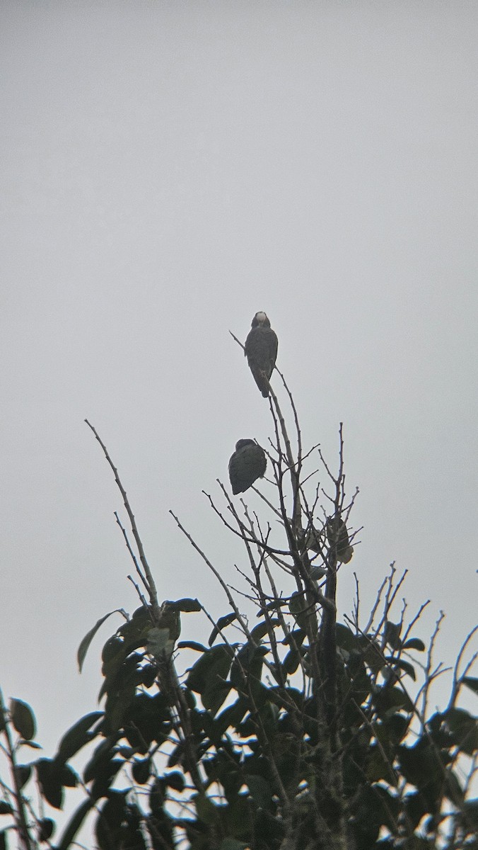 White-crowned Parrot - ML645225894