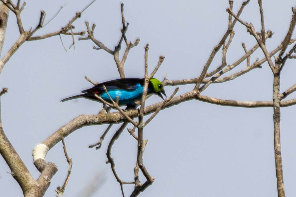 Paradise Tanager - ML645225904