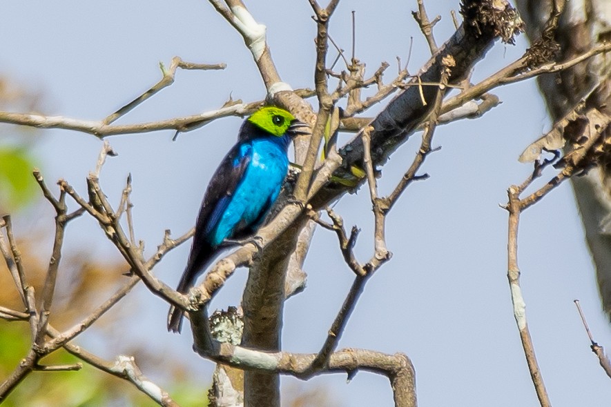 Paradise Tanager - ML645225905