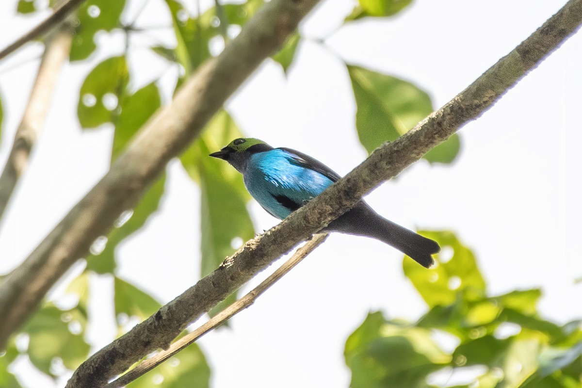 Paradise Tanager - ML645225906