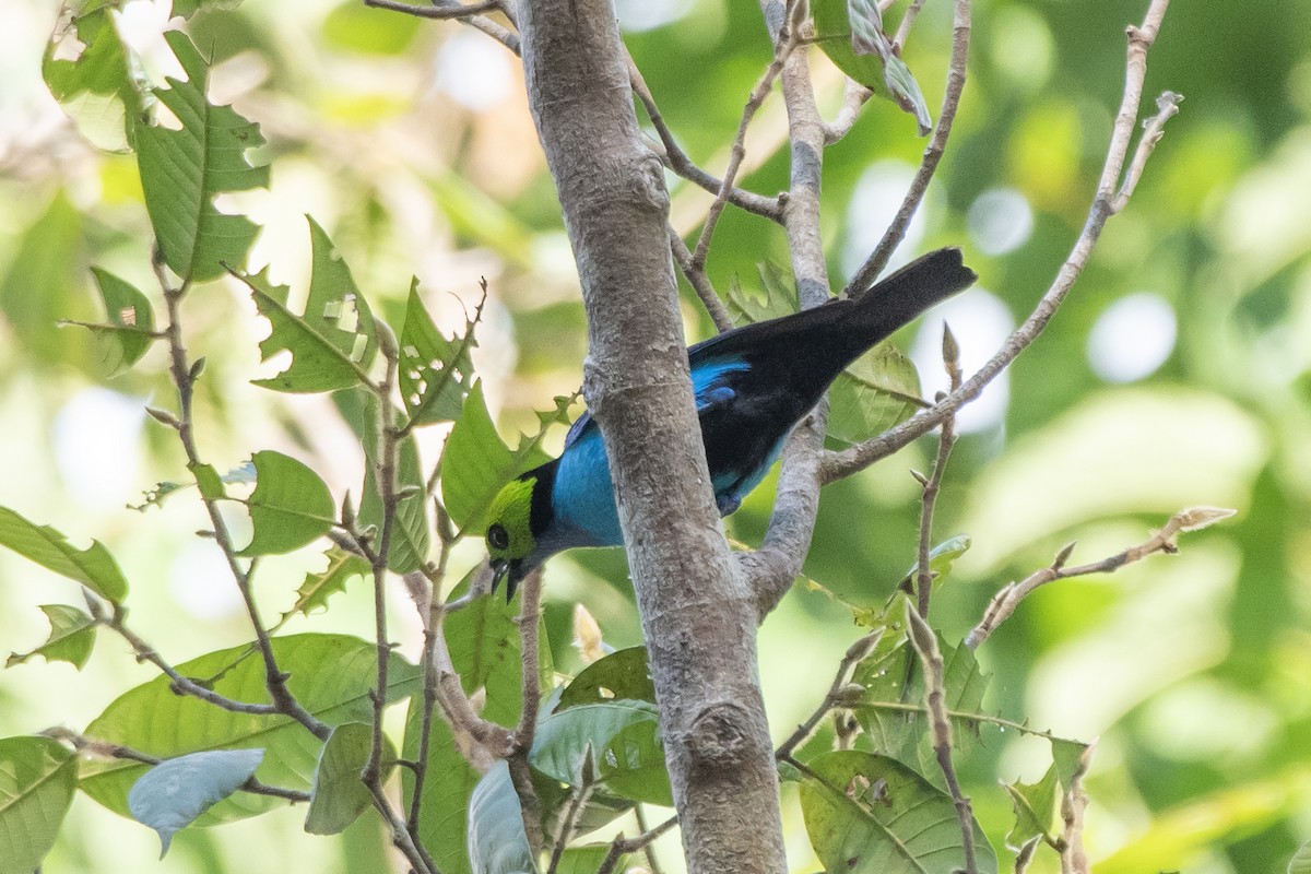 Paradise Tanager - ML645225907