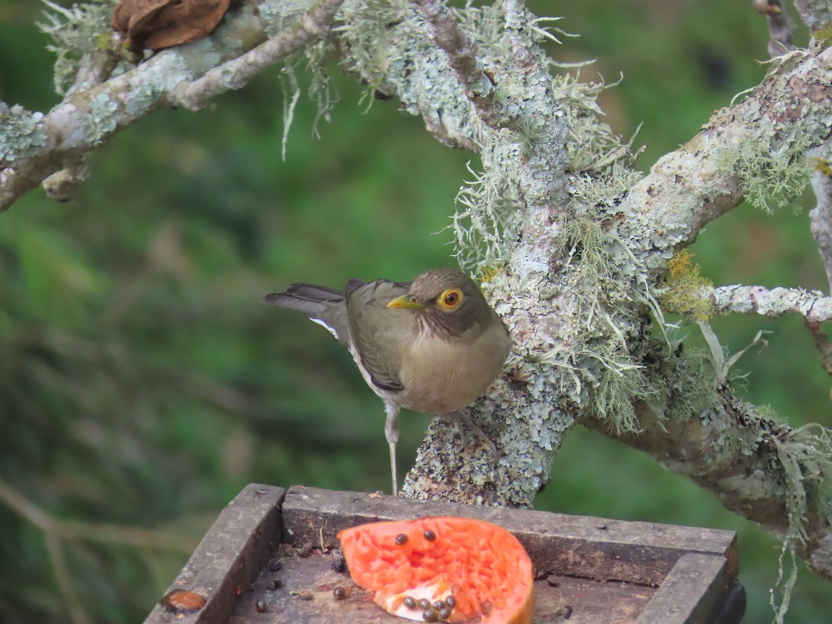 Spectacled Thrush - ML645225919