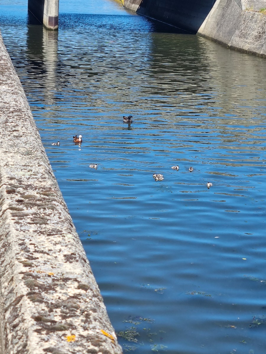 Paradiesgans - ML645225922