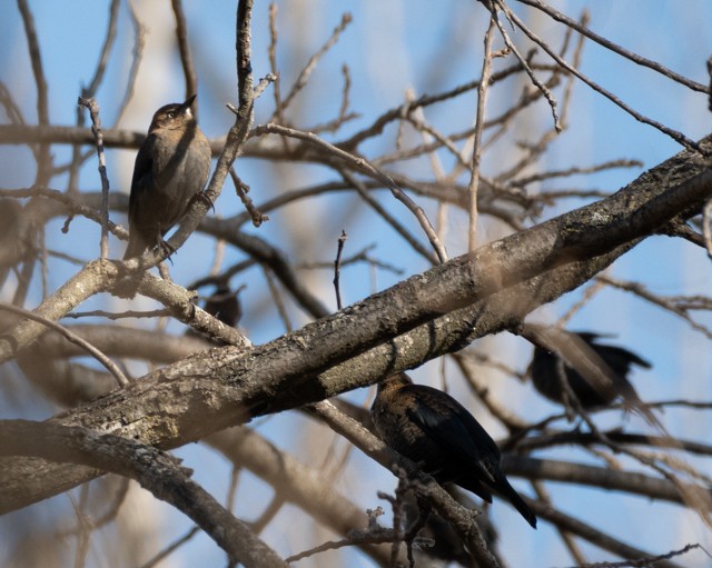 Rusty Blackbird - ML645225930