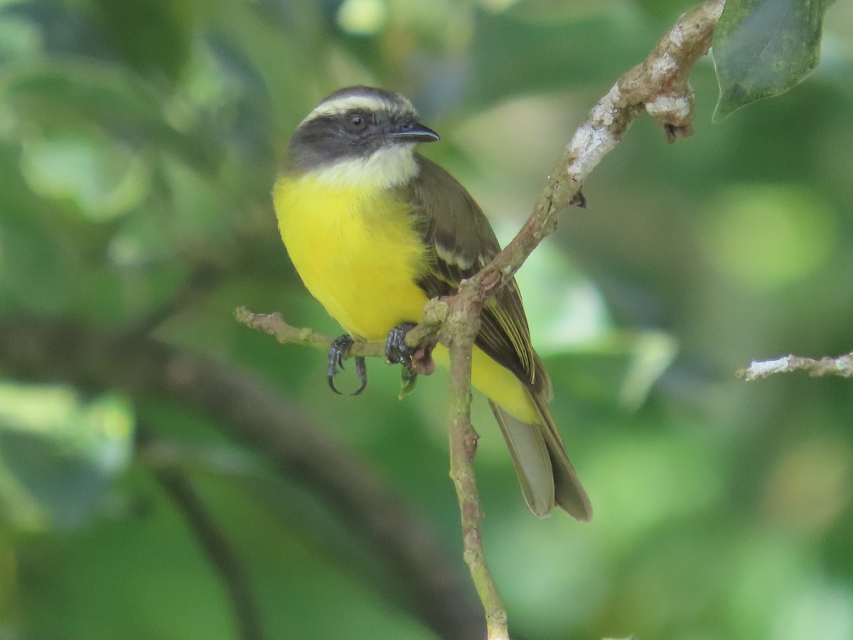 Sosyal Tiran - ML645225944