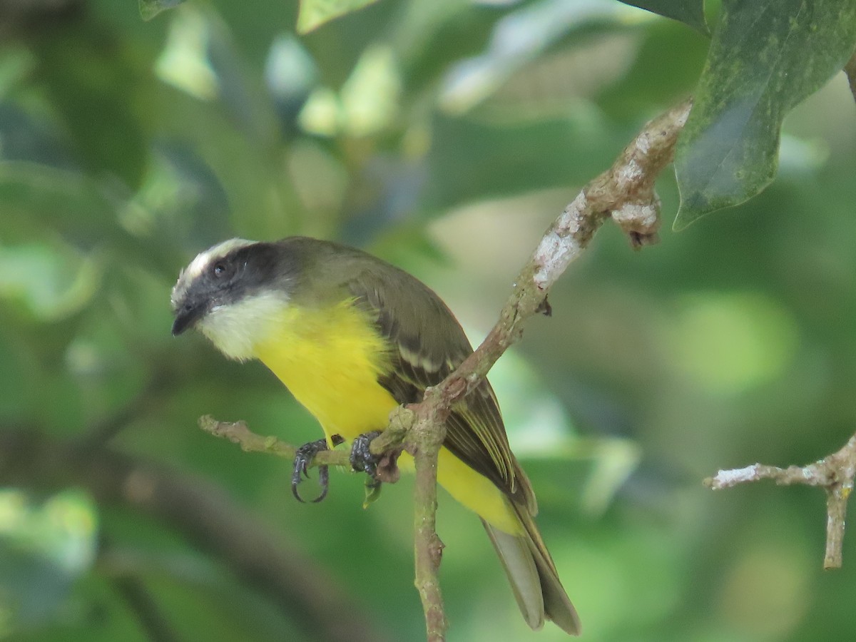 Sosyal Tiran - ML645225950