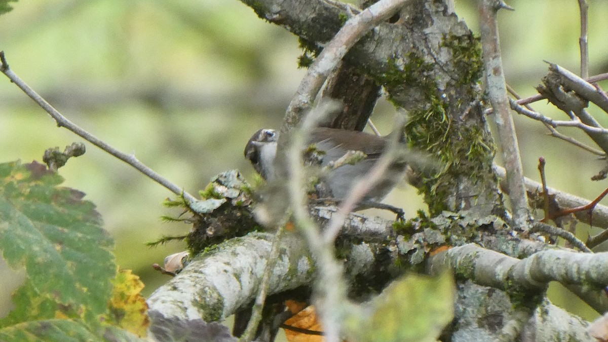 Bewick's Wren - ML645225952