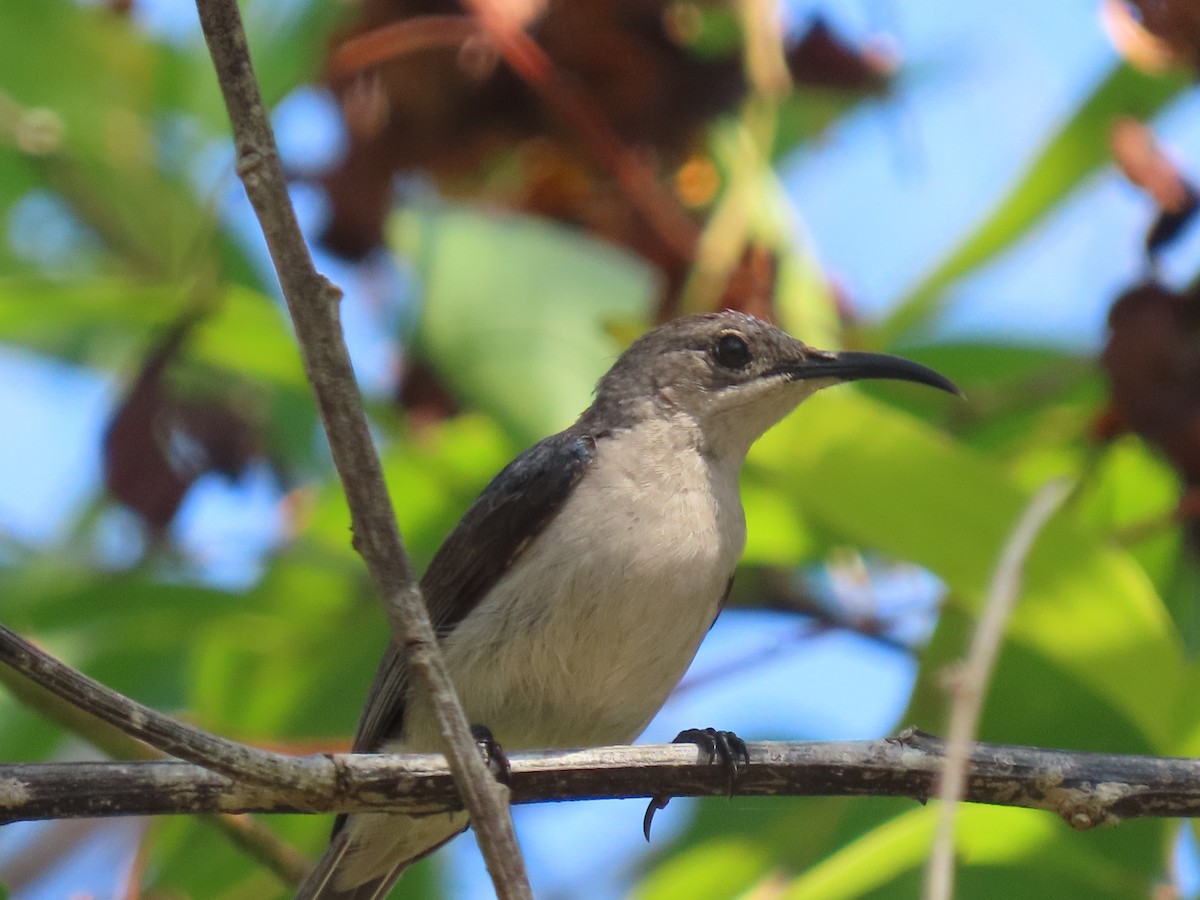 Mouse-colored Sunbird - ML645225967