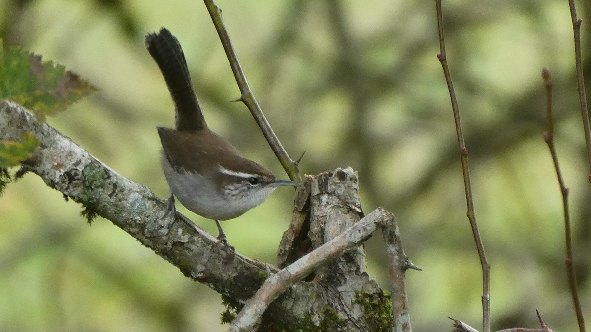 Bewick's Wren - ML645225969