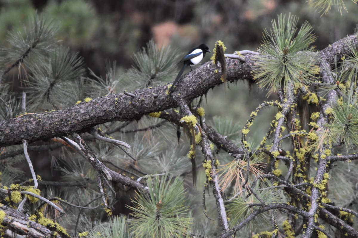 straka americká - ML645225971